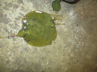 Load image into Gallery viewer, Yamaha 50hp 2 stroke Precision blend outboard 20" lower unit
