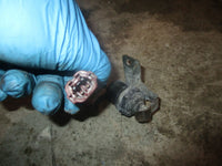 Load image into Gallery viewer, 2000 Honda 90hp 4-Stroke Outboard Neutral Switch 35600-ZW1-003
